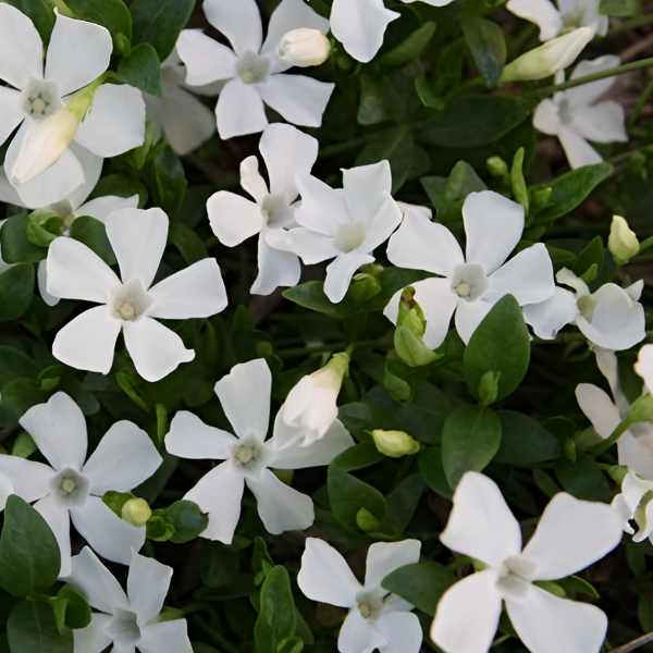 Основное изображение товара