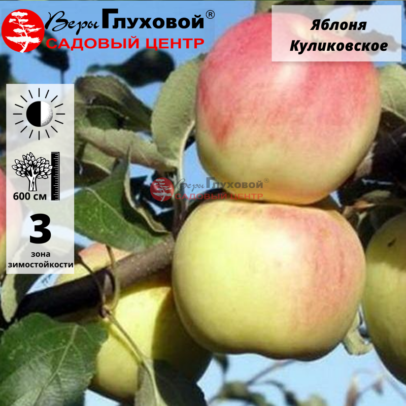 Яблоня Куликовское
