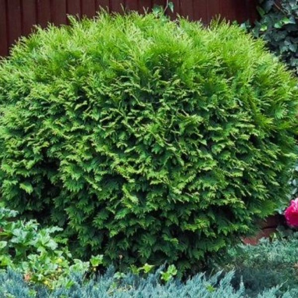 Туя западная "Литл Гиант" - Thuja occidentalis "Little Giant"