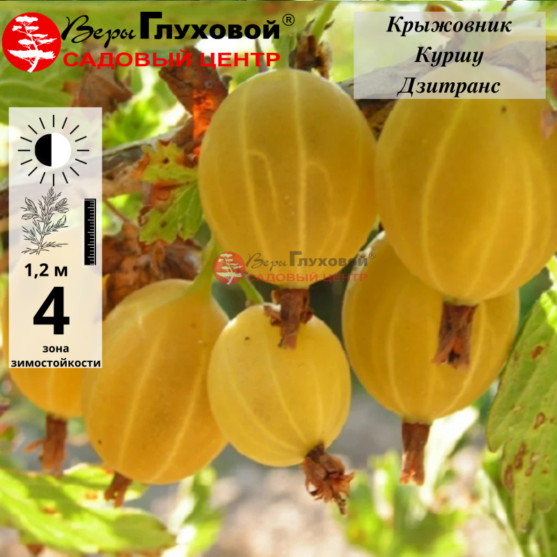 Крыжовник Куршу Дзинтарс
