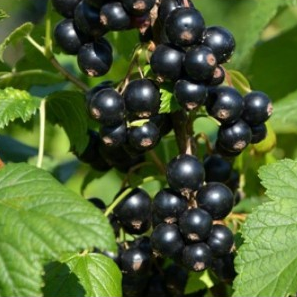 Основное изображение товара