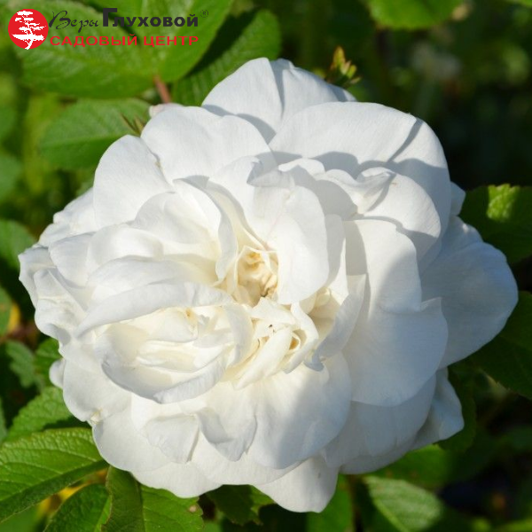 Роза Ругоза (Rosa rugosa) канадская Marie Bugnet