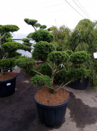 Ниваки и садовый бонсай: кусочек живой Японии в вашем саду