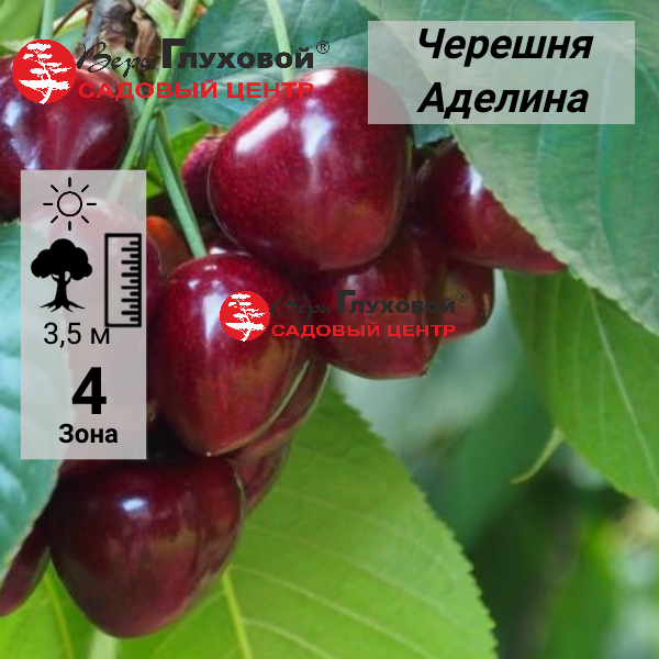 Основное изображение товара