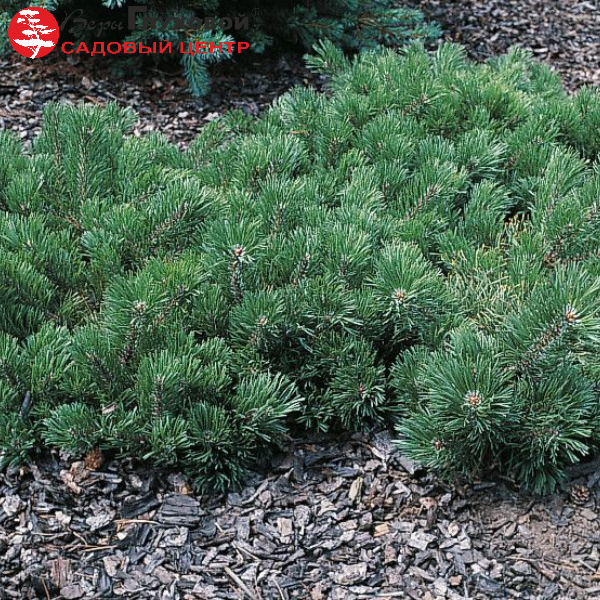 Сосна горная "Краускопф" Pinus mugo “Krauskopf” 25-30 С5
