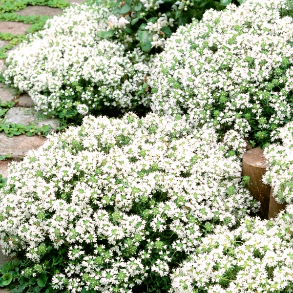 Тимьян ранний Альбифлорус