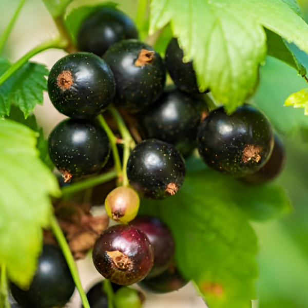 Основное изображение товара