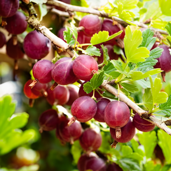 Крыжовник Салют