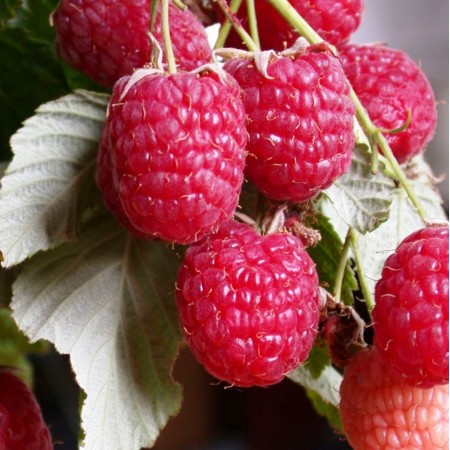 Основное изображение товара