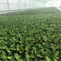 Летнее черенкование кустарников