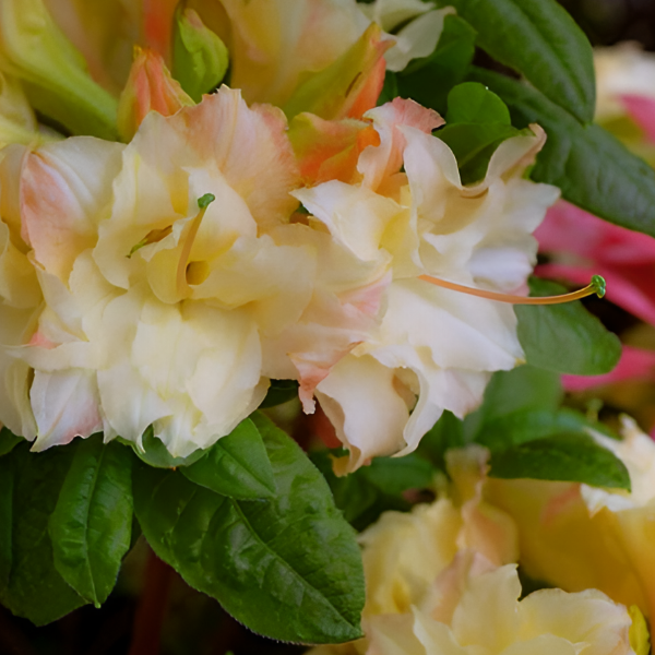 Основное изображение товара