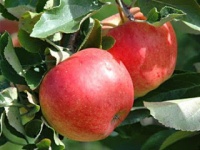 Новое поступление плодовых!!!