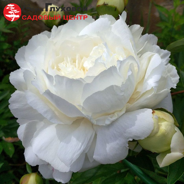 Основное изображение товара