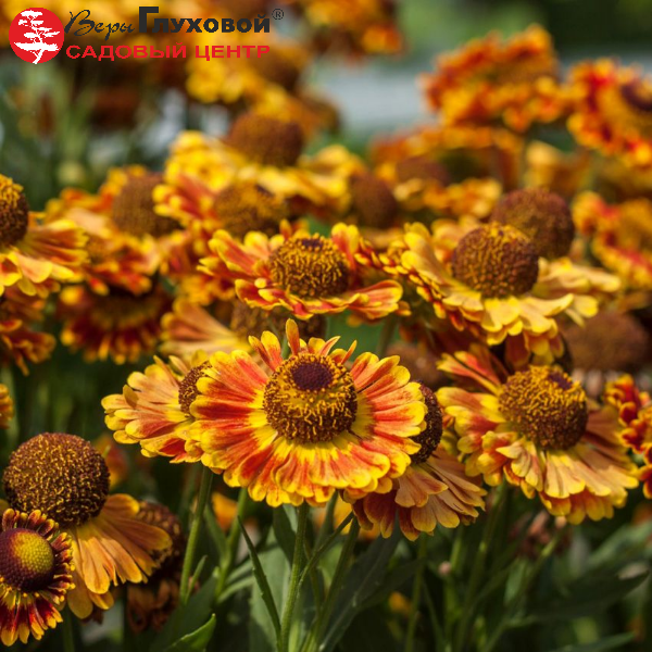 Основное изображение товара