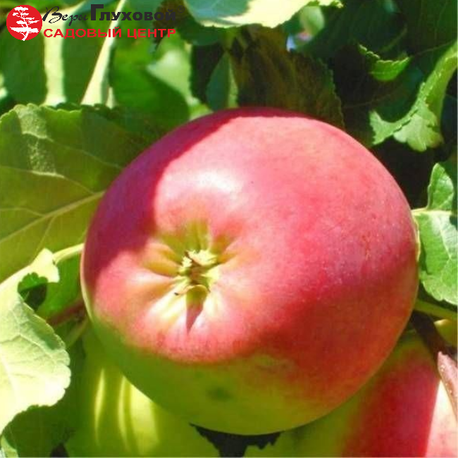 Основное изображение товара