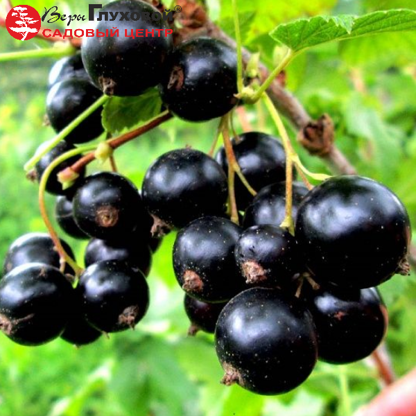 Основное изображение товара