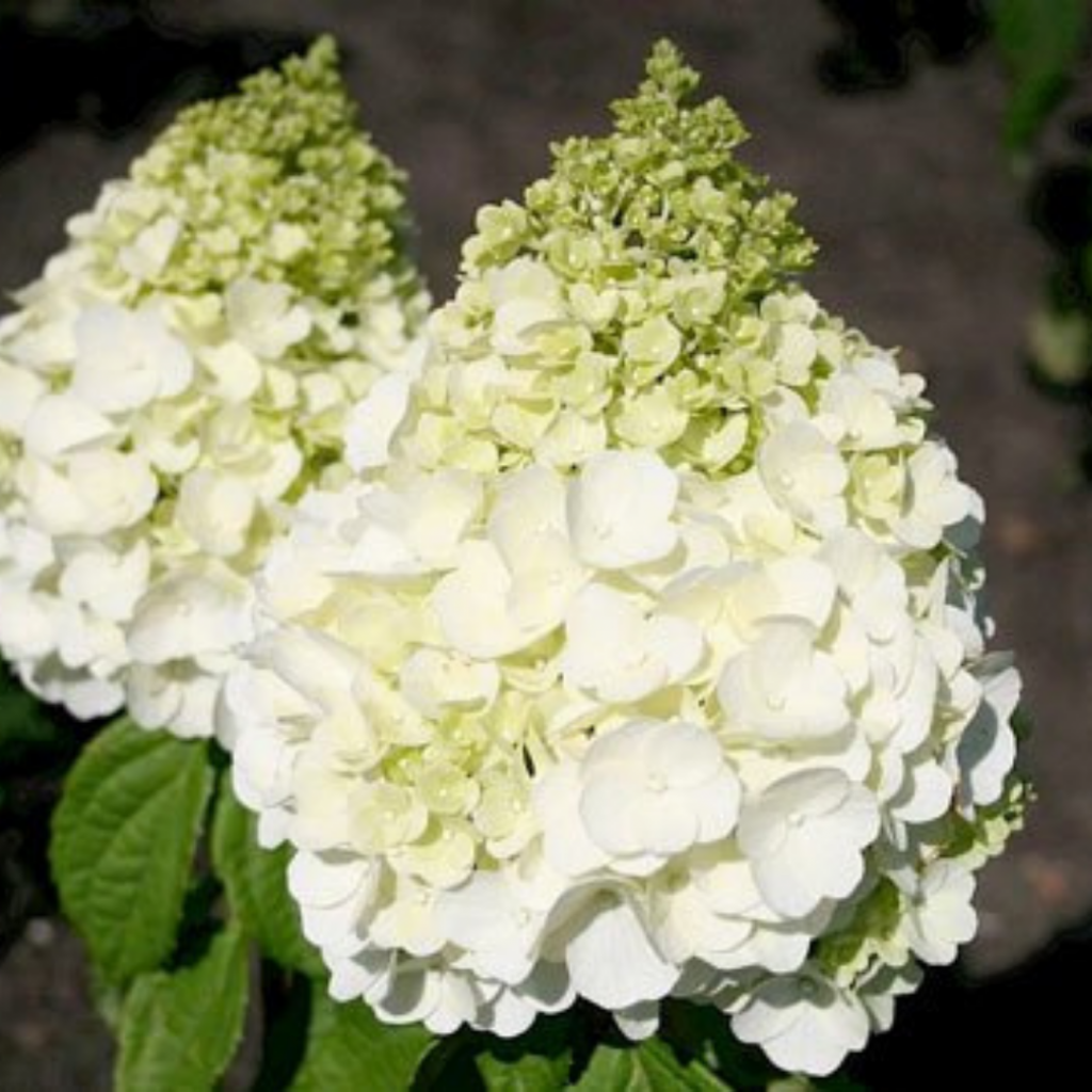 Междикал мотерхон.png