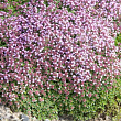 Тимьян ранний