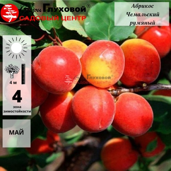 Абрикос Чемальский румяный (скороплодный сорт)