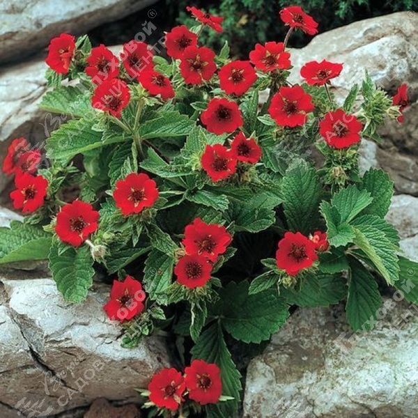 Лапчатка гибридная "Гибсон Скарлет" на фото