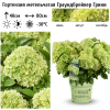 Гортензия метельчатая (Hydrangea paniculata) Граундбрейкер Грини (Литтл Эппл) С3 СП/26