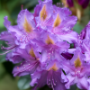 Рододендрон крупноцветковый "Либретто"  на фото