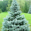 Ель колючая (Picea pungens) Блю Даймонд 125-150 С45 ПК/26