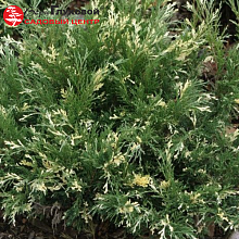 Основное изображение товара