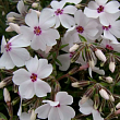 Флокс шиловидный 