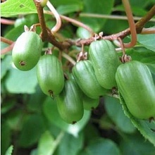 Основное изображение товара