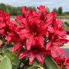 Рододендрон гибридный (Rhododendron hybriden) 'Taragona' 40-50 С15 ПЧ/26