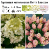 Гортензия метельчатая (Hydrangea paniculata) Литтл Блоссом С10 СП/25