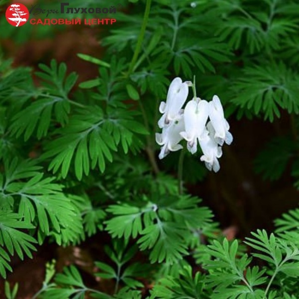 Основное изображение товара