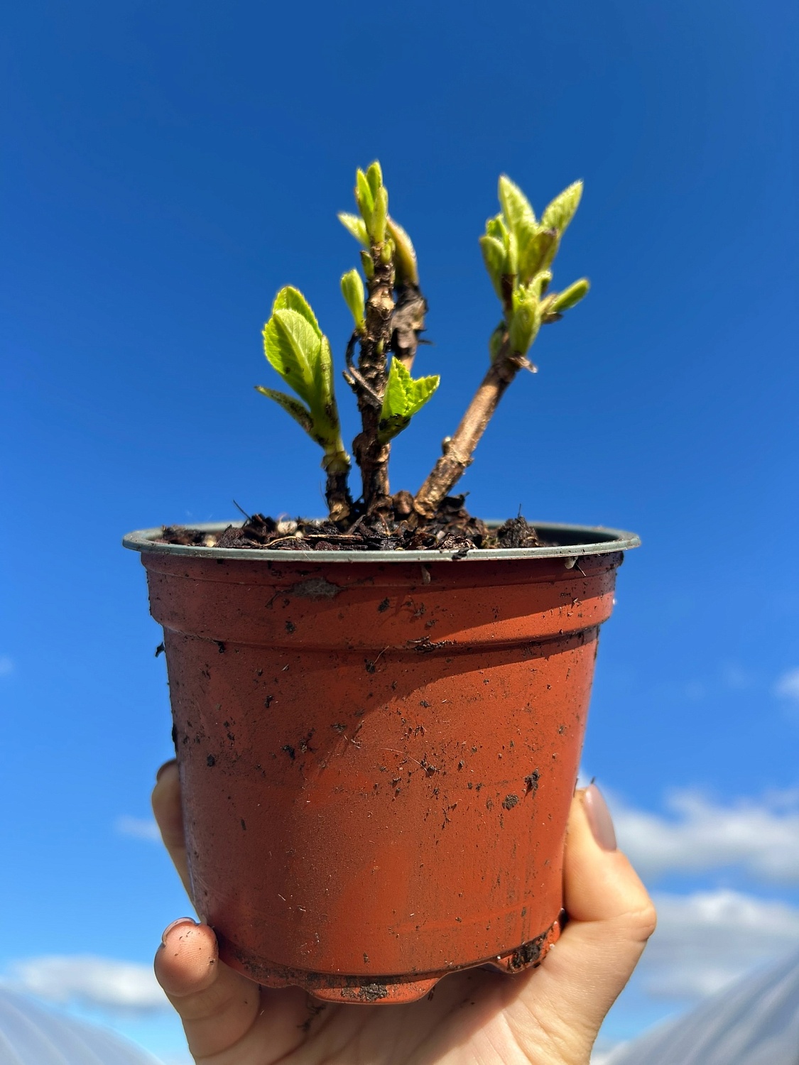 Крупнолистные новинки 