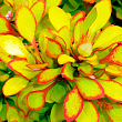 Барбарис Тунберга 