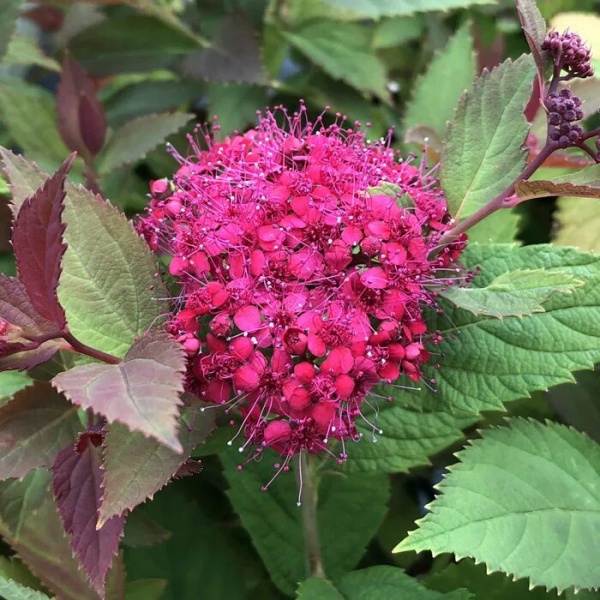 Основное изображение товара