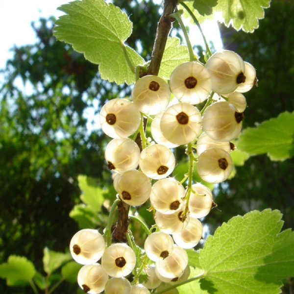 Основное изображение товара