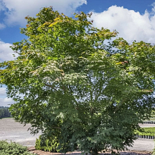 Основное изображение товара