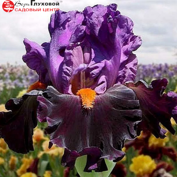 Основное изображение товара