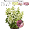Гортензия метельчатая (Hydrangea paniculata) Пандриа 2-3вет ОКС СП/25