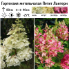 Гортензия метельчатая (Hydrangea paniculata) Петит Лантерн С3 ГлХ/25