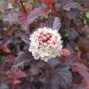 Пузыреплодник калинолистный (Physocarpus opulifolius) Рубелла 40-50 С3 БдН/26