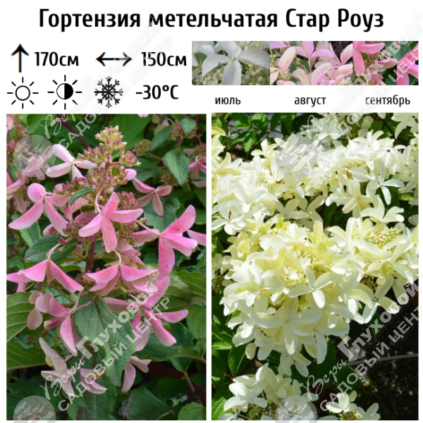 Гортензия метельчатая "Стар Роуз" на фото