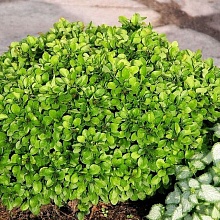 Основное изображение товара