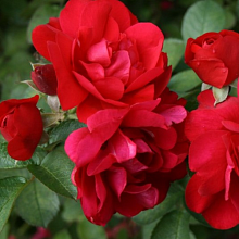 Основное изображение товара