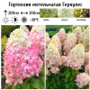 Гортензия метельчатая (Hydrangea paniculata) Геркулес Р9 СП/26