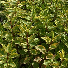 Основное изображение товара