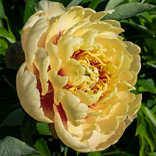 Основное изображение товара