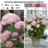 Гортензия древовидная (Hydrangea arborescens) Кандибель Баблгам  С3 ГлХ/25