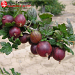 Крыжовник 